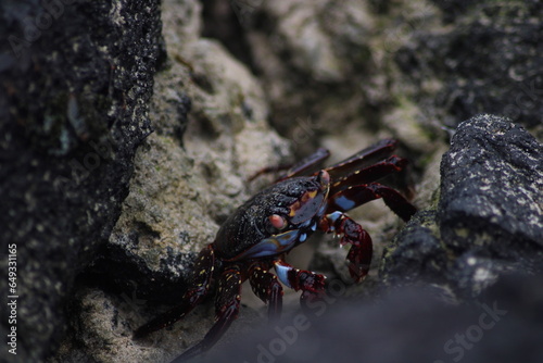 crab on the beach © Aarun