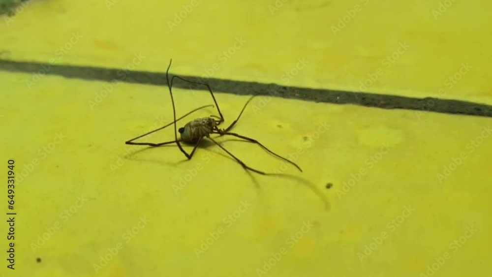 The spider dies lying on its back. Death of the Poke last paw movements. The spider dies lying on its back. Death of the Poke last paw movements.