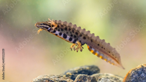 Common newt amhibian in freshwater habitat