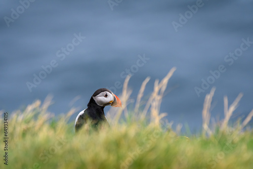 atlantic puffin or common puffin (ID: 649334105)