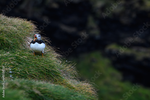 atlantic puffin or common puffin (ID: 649334120)