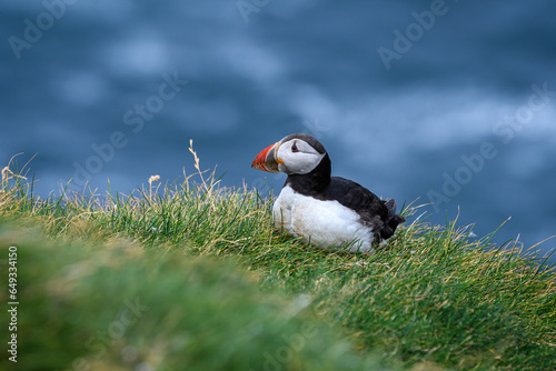 atlantic puffin or common puffin (ID: 649334150)