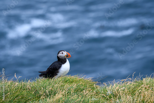 atlantic puffin or common puffin (ID: 649334179)