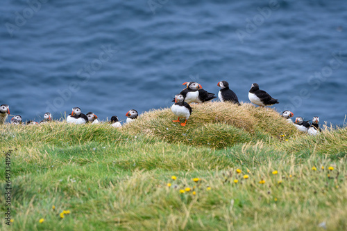 group of atlantic puffin or common puffin (ID: 649334199)