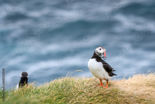 atlantic puffin or common puffin with fish in beak (ID: 649334309)