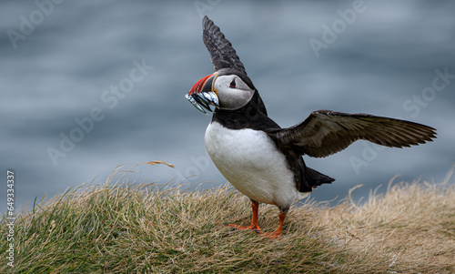 atlantic puffin or common puffin with fish in beak (ID: 649334337)