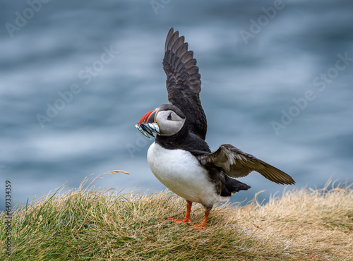atlantic puffin or common puffin with fish in beak (ID: 649334359)