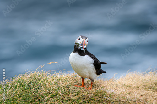 atlantic puffin or common puffin with fish in beak (ID: 649334388)