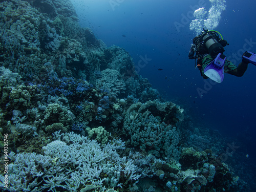Diver next to a  reef © Romeo