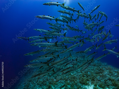 Swarm of Baracudas photo