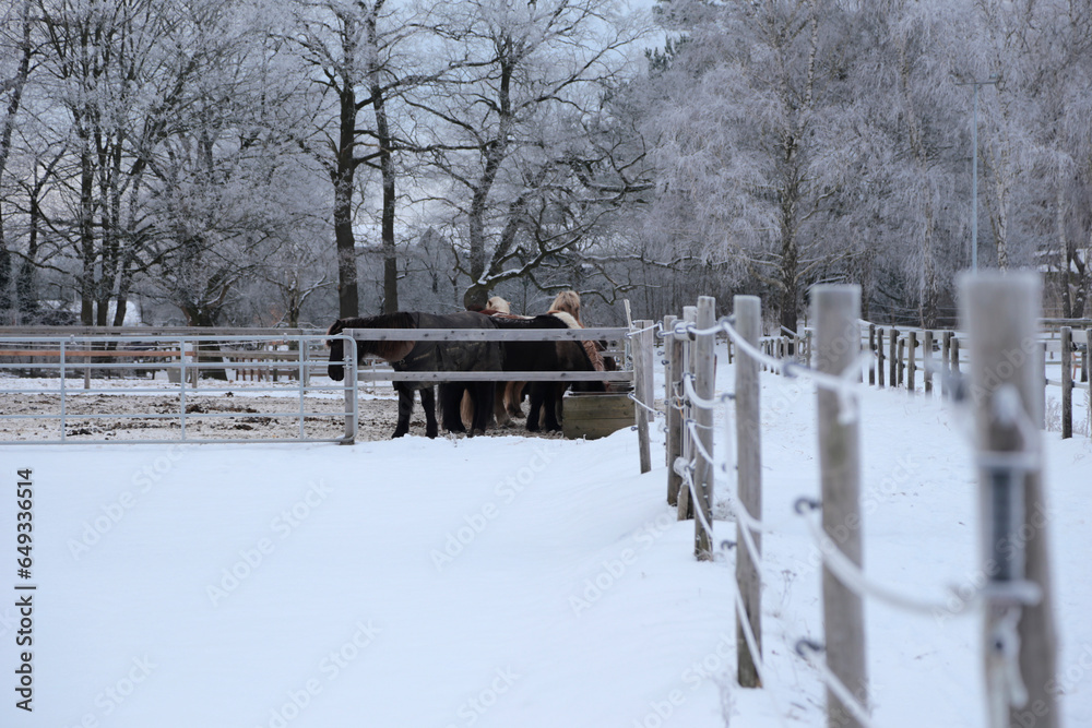 Hintergrundbild einer Pferdefarm im Winter in Deutschland