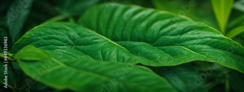 leaf texture, foliage nature on a green background, green, grass, vegetation
