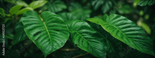 leaf texture, foliage nature on a green background, green, grass, vegetation