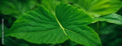leaf texture, foliage nature on a green background, green, grass, vegetation