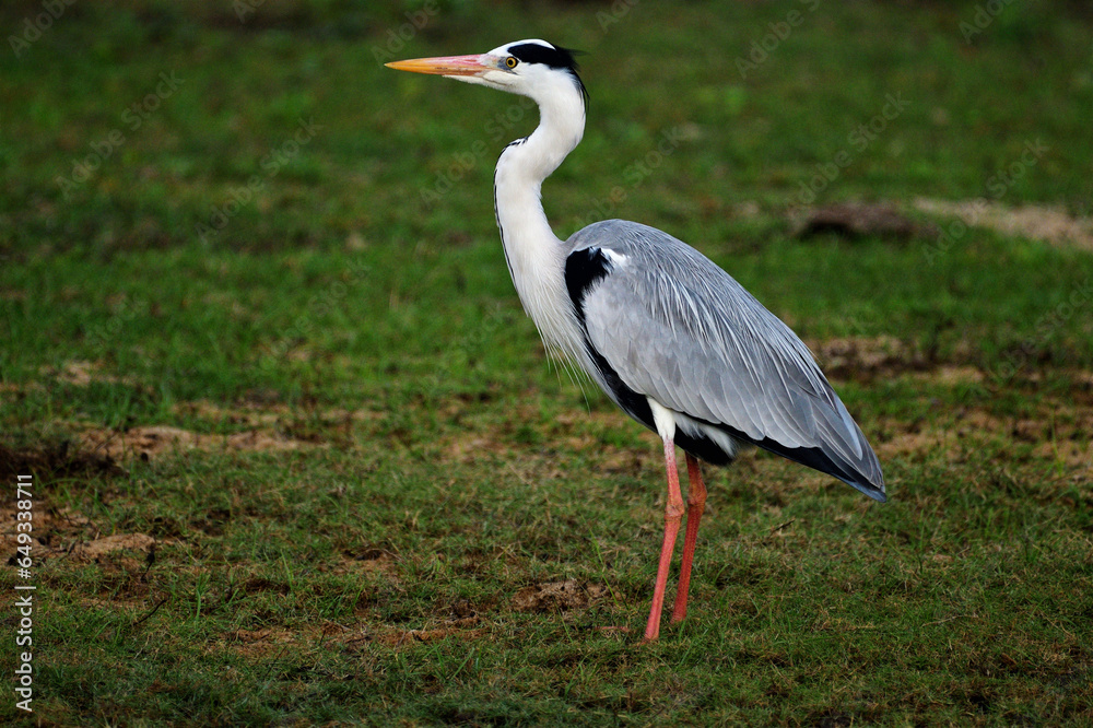 Fototapeta premium grey heron (Ardea cinerea) captured at Yala National Park Sri Lanka.