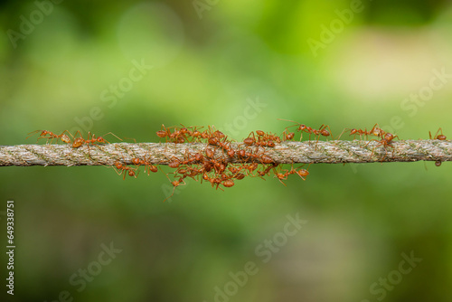 Plakat Fire ant on green background