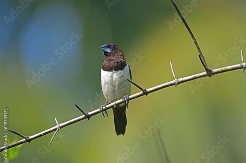 white-rumped munia (Lonchura striata) against nice green blurred background.