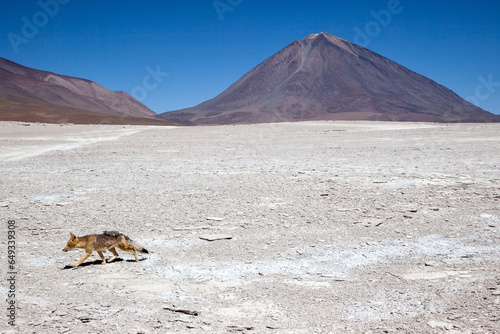 Culpeo or Andean fox in the Reserva National de fauna andina Eduardo Avaroa, Bolivia photo