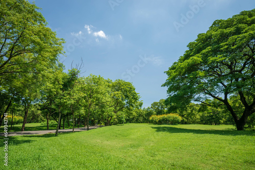 Beautiful park scene in public park with green grass field, green tree plant and a party cloudy blue sky