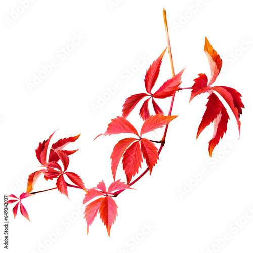 Autumn tree branch on transparent backgrounds png, set autumn leaves png, autumn colored with fall leaves frame border,