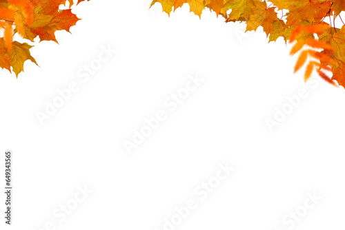 Autumn tree branch on transparent backgrounds  png   set autumn leaves png  autumn colored with fall leaves frame border 