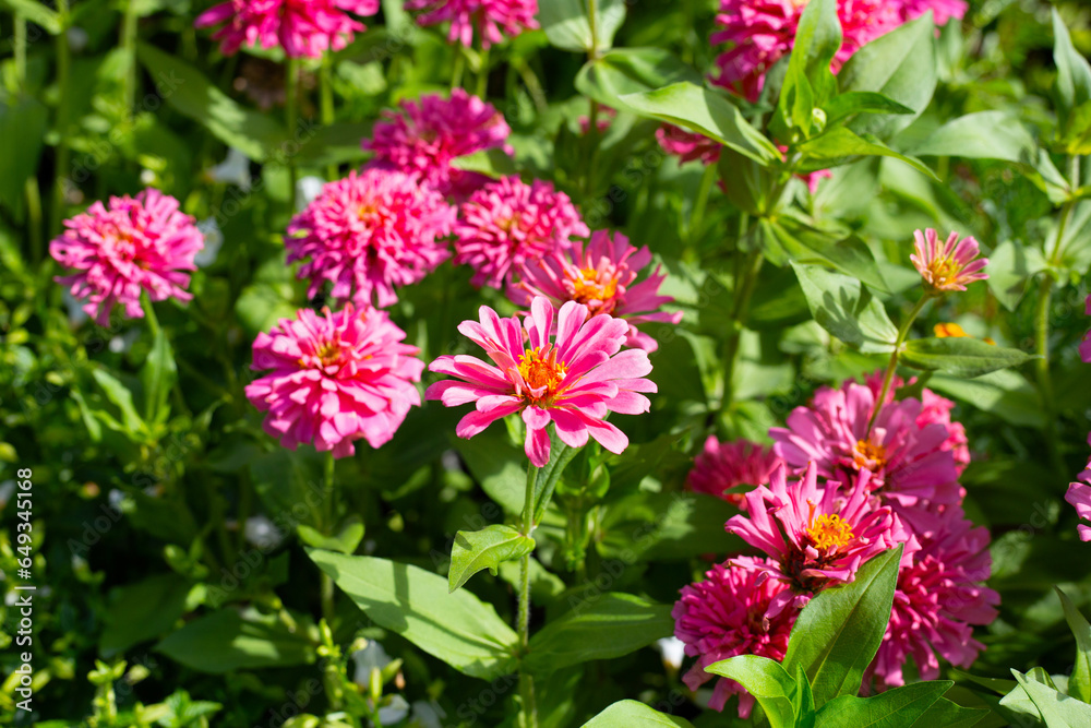 Zinnia flower in the garden Zinnia flower in the garden