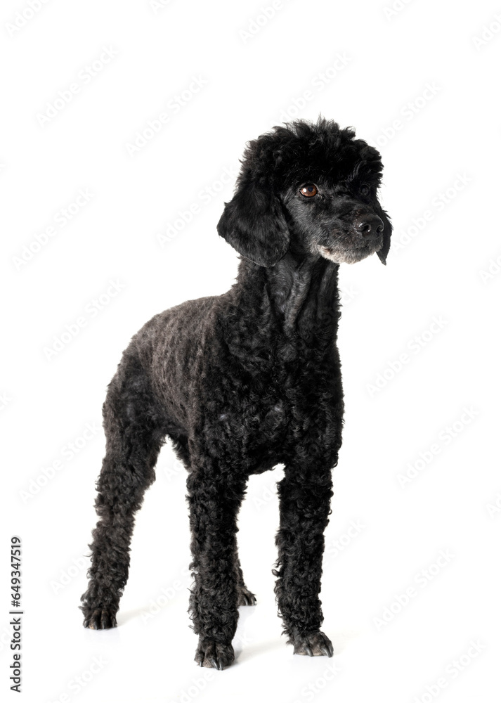 poodle in studio poodle in studio