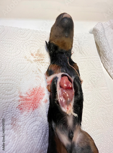 Konstfotografi malformed puppy new born