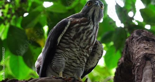 The Crested Goshawk (Accipiter trivirgatus), also known simply as the Goshawk, is a bird of prey that belongs to the family Accipitridae. |鳳頭蒼鷹 photo