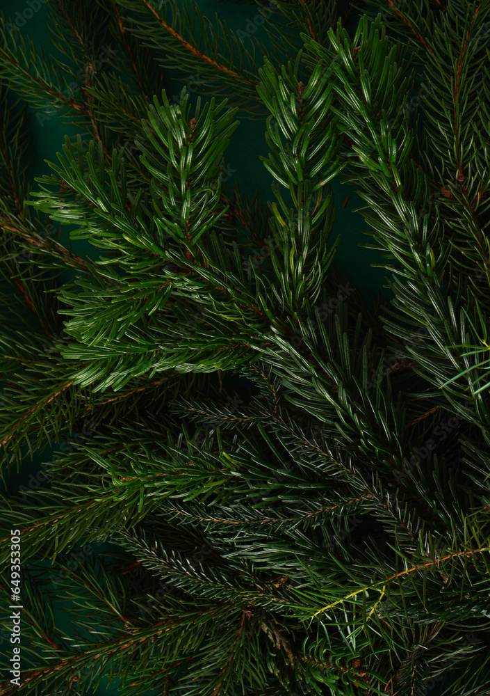 Christmas tree nature green background. Pine branches, needles top view. December mood concept. Spruce branch with needle of different varieties.