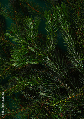 Christmas tree nature green background. Pine branches  needles top view. December mood concept. Spruce branch with needle of different varieties.