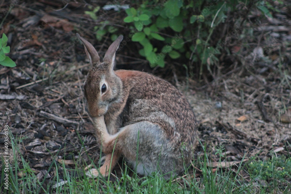 Lapin Lapin
