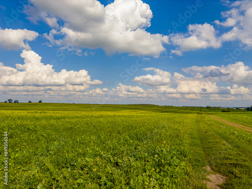 Golden fields bask in the warm embrace of the sun  under a canvas of fluffy white clouds. Nature s painting on a perfect sunny day.