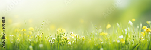 Fresh green grass with blurry background, copy space © Diana