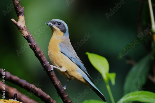 brazilian bird on a branch