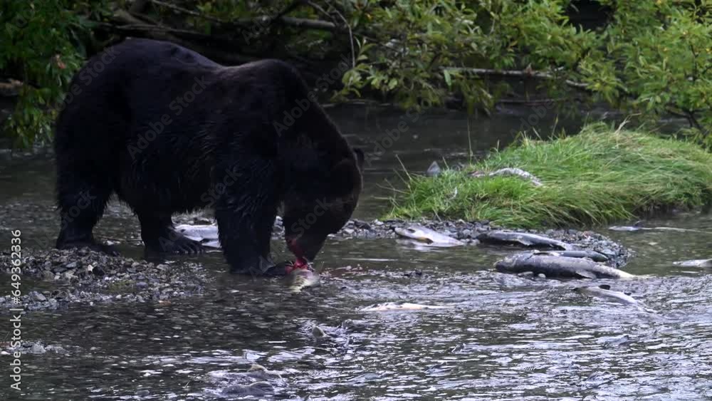 Grizzly bear fishing on the coast Grizzly bear fishing on the coast