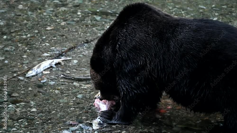 Grizzly bear fishing on the coast