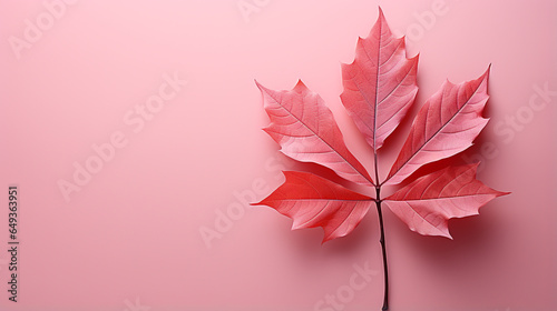 Dry fallen maple tree leaves isolated on pastel color background. Minimalist style. Setting out the position of the leaf gives an empty space on the background for presentation.