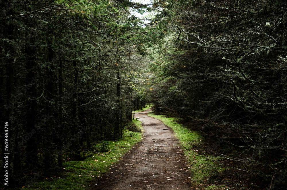 Obraz premium Forest Path