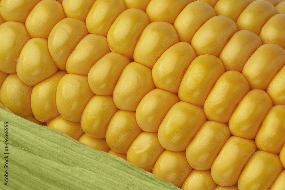 Sweet corncob background. Corn ears texture closeup. Macrophotography of corn. Sweet corncob background. Corn ears texture closeup. Macrophotography of corn.