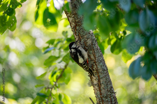 great spotted woodpecker in plumtree eating plums photo