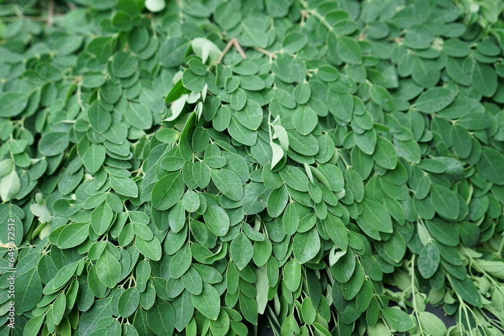Moringa oleifera , close up view, before processing Moringa oleifera , close up view, before processing