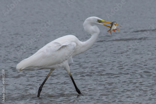 Great white Egret catching a fish