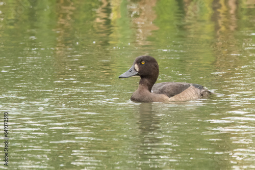 Female tufted duck on the lake