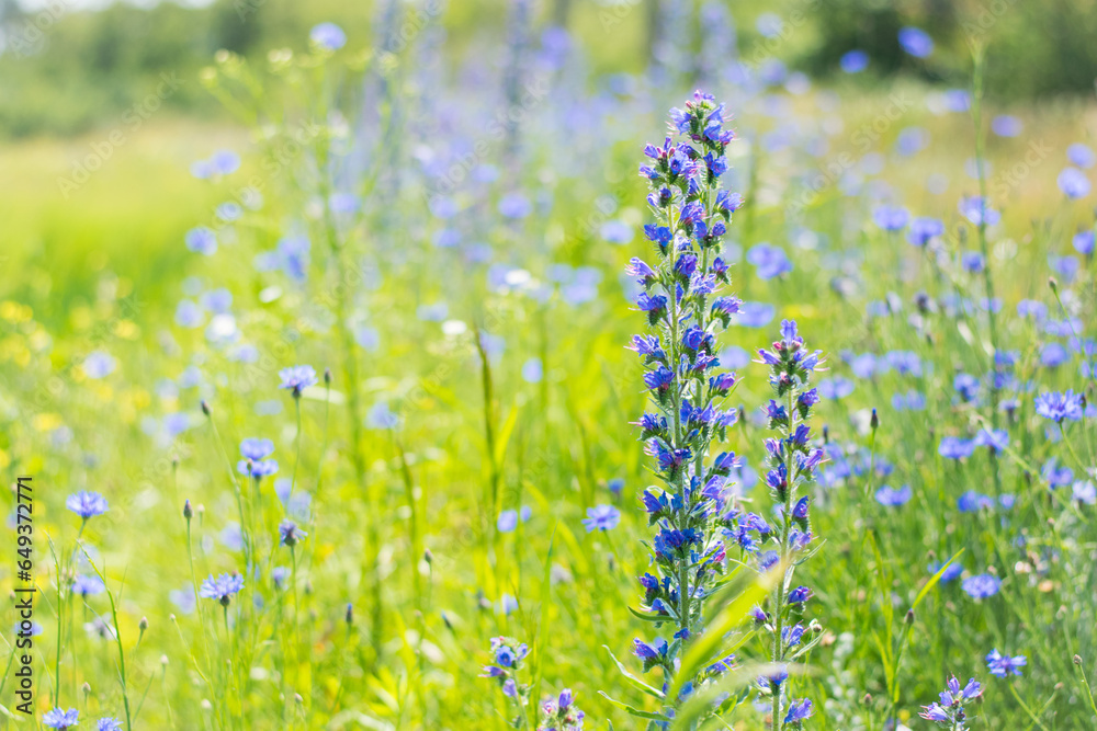 Fototapeta premium Echium vulgare. beautiful wildflowers. blue flowers, summer floral background. close-up. bokeh. beautiful nature. blooming meadow in sunny weather. spring meadow. selective focus