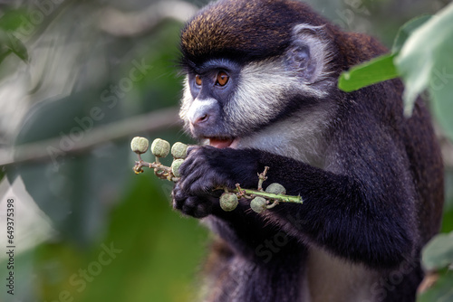 Red Tailed Monkey - Uganda photo