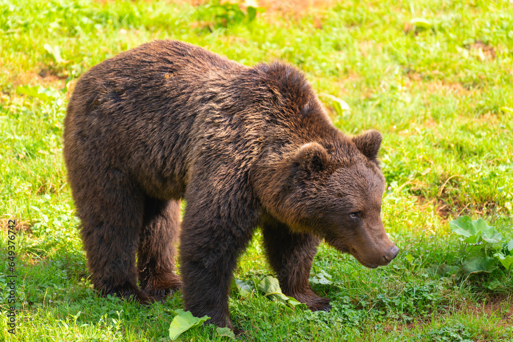 oso pardo en un prado verde