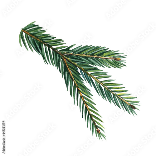 Spruce branch isolated on a white background  evergreen tree  fir  hand painted watercolor illustration