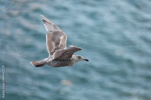 Seagull Flying Off the Coast of Alaska