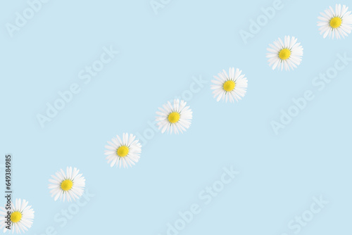 Minimalist chamomile flower pattern on the pastel blue background. Spring concept. Natural floral composition.
